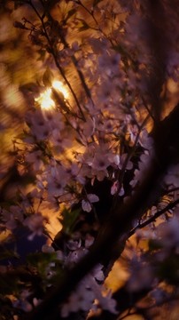 夜晚的樱花