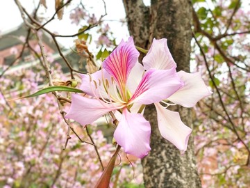 紫荆花