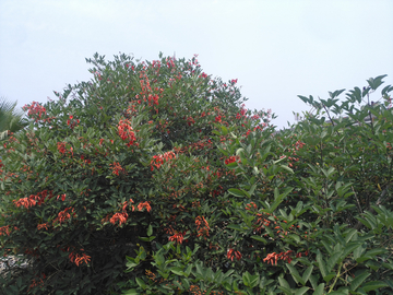 刺桐花