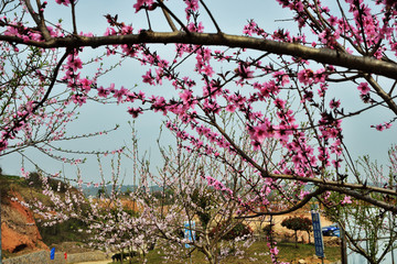 桃花 桃花园 桃树 桃园 花