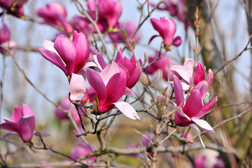 美丽玉兰花