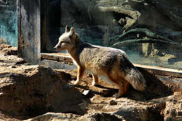 白色的狐狸 北京动物园