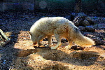 白色的狐狸 北京动物园