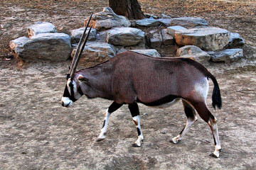 非洲羚羊 北京动物园