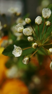 居家插花