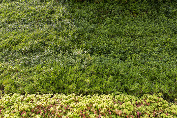 植物墙 装饰墙