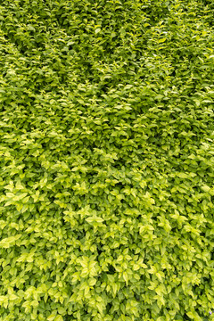 绿植墙 植物墙 绿叶背景