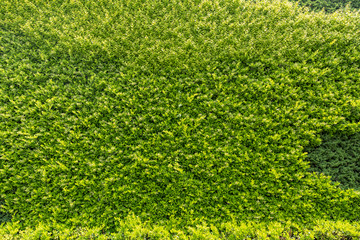 绿植墙 植物墙