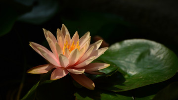 莲花