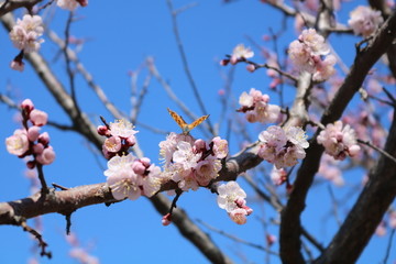 蝶恋花