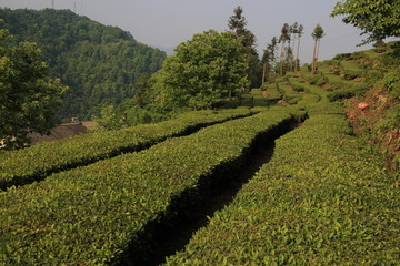 高山茶园