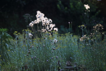 野花