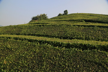 高山茶园