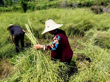 收割油菜籽