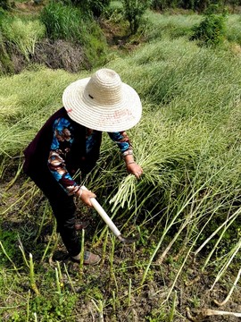 收割油菜籽