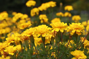 美丽的黄菊花