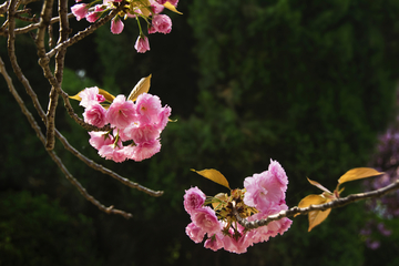 樱花