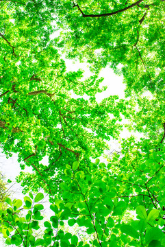 绿叶 树枝 绿树枝 天空