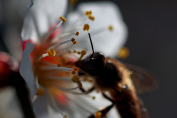 梅花