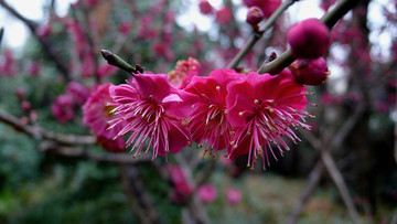 梅花
