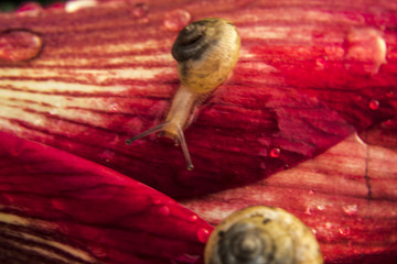 蜗牛 红花