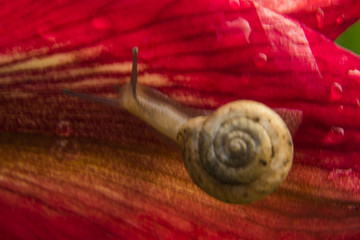 蜗牛和红花