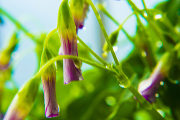 野花野草