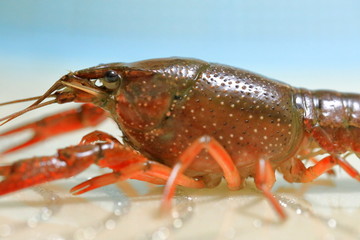 小龙虾特写