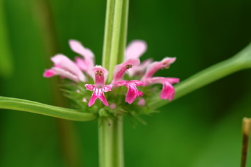 高清野花