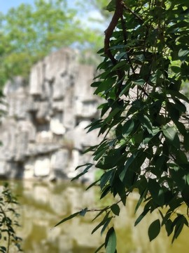树叶树木 花草树木 假山石雕