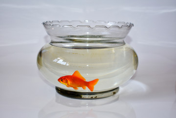 金鱼 鱼缸