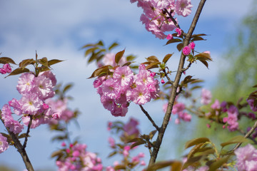 樱花