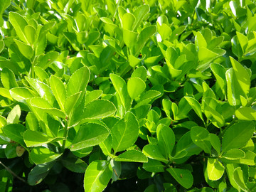 绿化植物 卫矛