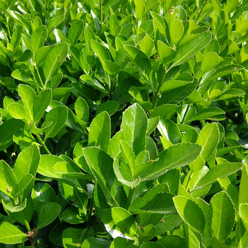 绿化植物 卫矛