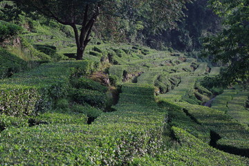 高山茶园