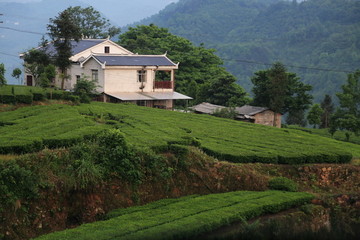 茶园早晨