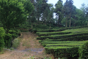 茶园