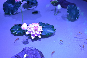 荷花 荷叶 莲花