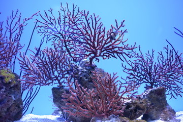 海底 鱼群 潜水 珊瑚