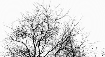 枯树树枝 自然树木