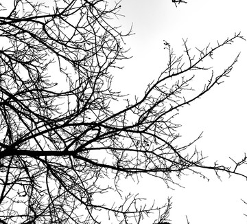 冬天的树枝剪影