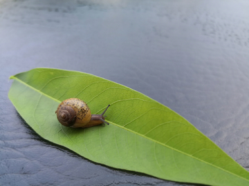 蜗牛