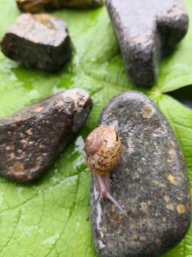 蜗牛
