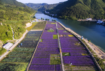 瓯江花海