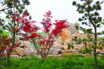 公园假山 园林风景