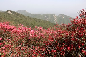 龟峰山杜鹃