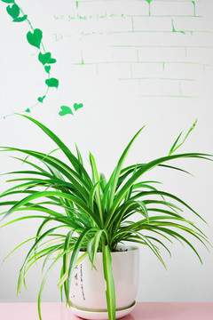 室内装饰植物