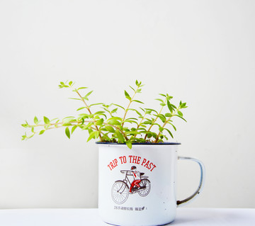 文艺茶杯植物