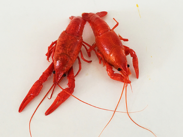 小龙虾