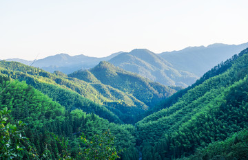 竹林山景 竹海风景